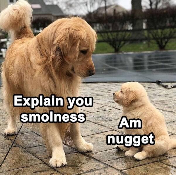 dog memes, puppy memes, puppy humor, canine jokes, furry friend memes, funny dog photos, dog shaming, animal comedy, pet antics, dog behavior jokes