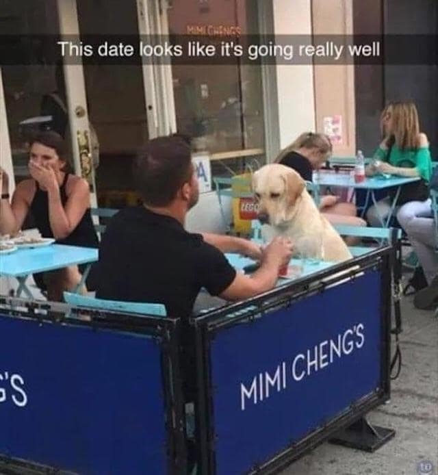 dog memes, funny dog memes, pet humor, dog owner struggles, pet antics, dog photo fails, dog walking humor, vacuum cleaner battles, dog homework jokes