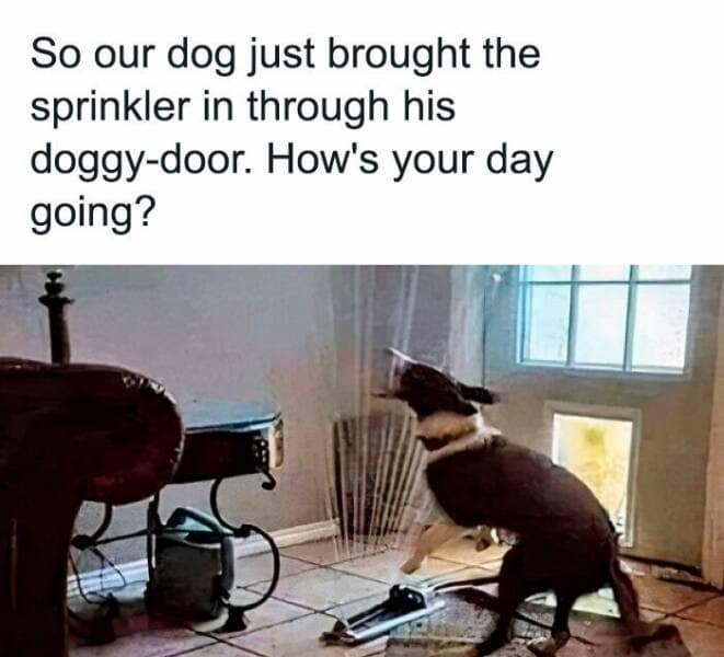 dog memes, puppy memes, puppy humor, canine jokes, furry friend memes, funny dog photos, dog shaming, animal comedy, pet antics, dog behavior jokes