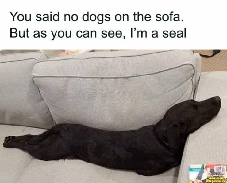 dog memes, puppy memes, puppy humor, canine jokes, furry friend memes, funny dog photos, dog shaming, animal comedy, pet antics, dog behavior jokes