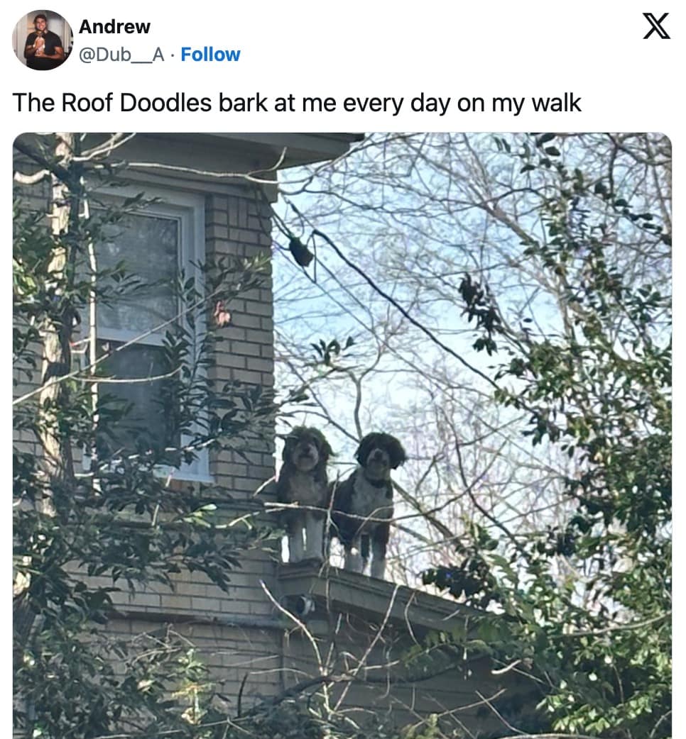 dog memes, funny dog memes, pet humor, dog owner struggles, pet antics, dog photo fails, dog walking humor, vacuum cleaner battles, dog homework jokes