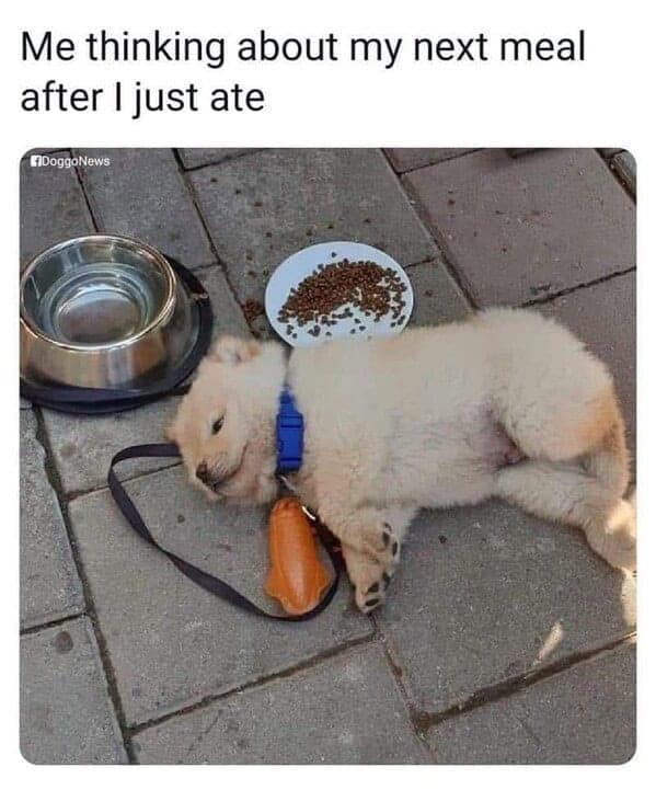 food memes, snack memes, funny food memes, viral food memes, culinary humor, food jokes, eating humor, snack memes, food puns, foodie humor, junk food memes