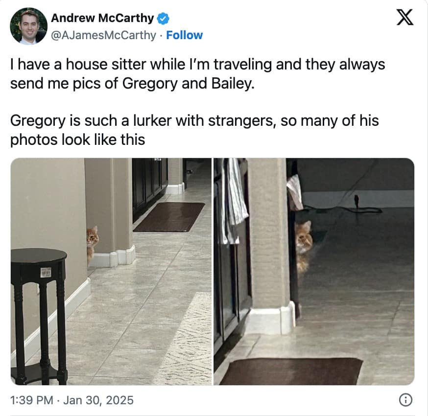 funny cat memes, cat memes, hilarious cat memes, comical cat memes, amusing cat memes, cat humor, viral cat videos, internet cat culture, feline comedy, trending cat clips, online cat antics