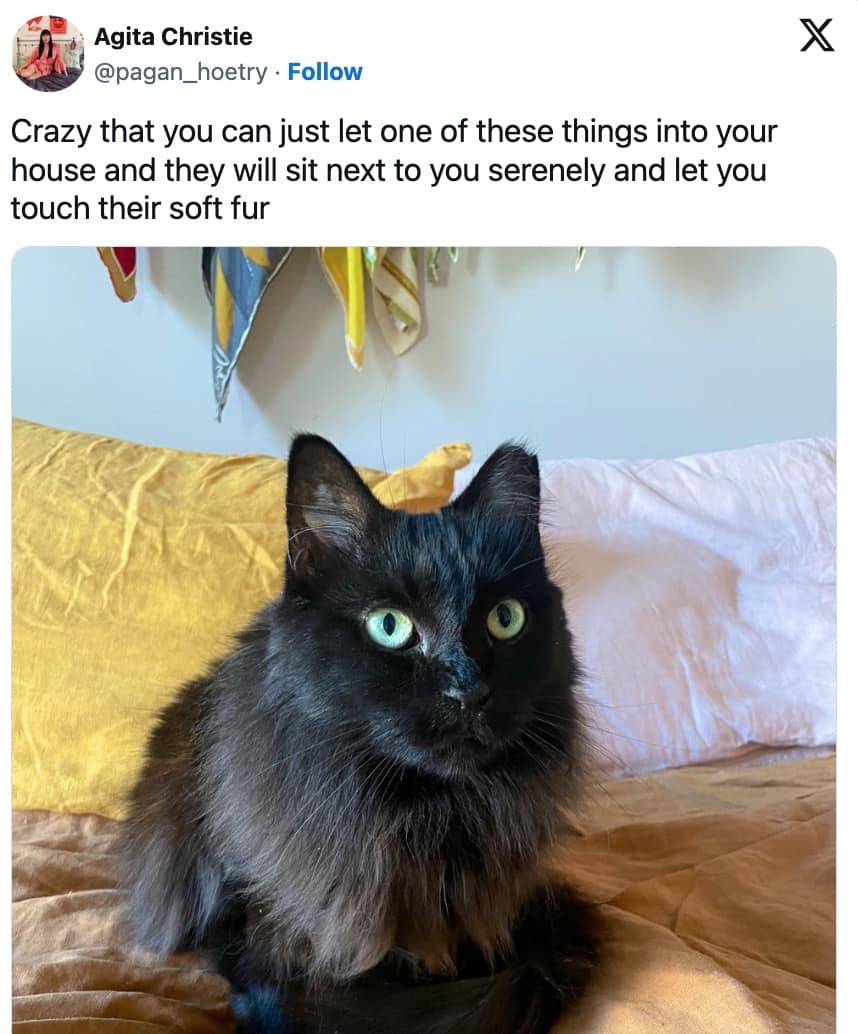 funny cat memes, cat memes, hilarious cat memes, comical cat memes, amusing cat memes, cat humor, viral cat videos, internet cat culture, feline comedy, trending cat clips, online cat antics