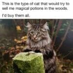 40 Funny Cat Memes for Unapologetic Feline Enthusiasts