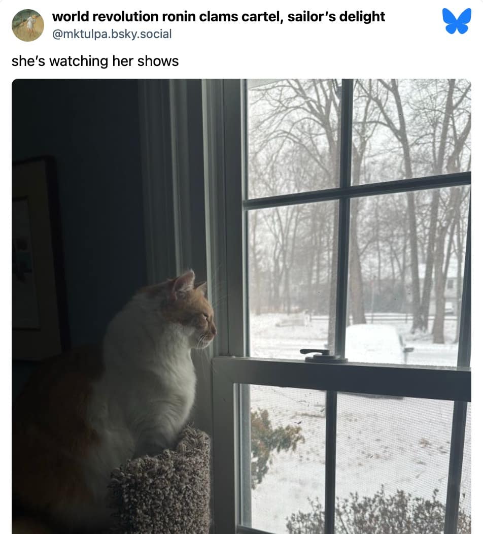 funny cat memes, cat memes, hilarious cat memes, comical cat memes, amusing cat memes, cat humor, viral cat videos, internet cat culture, feline comedy, trending cat clips, online cat antics