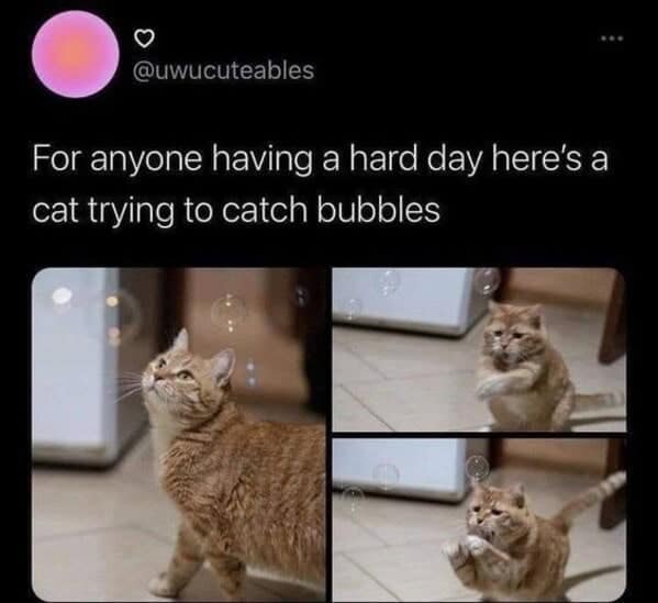 For anyone having a hard day here's a cat trying to catch bubbles