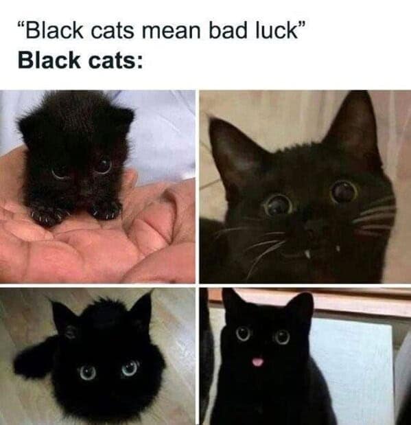 "Black cats mean bad luck" Black cats: