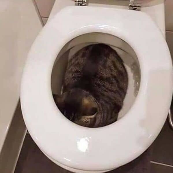 funny cats, funny cat pictures, silly cats, hilarious felines, wacky kitty antics, cat memes, feline humor, kitty jokes, meow-larious content, cat photos, comical feline snapshots, whimsical kitty photos, amusing cat images, hilarious cats, cat hilarity, goofy felines, comedic kitty chaos