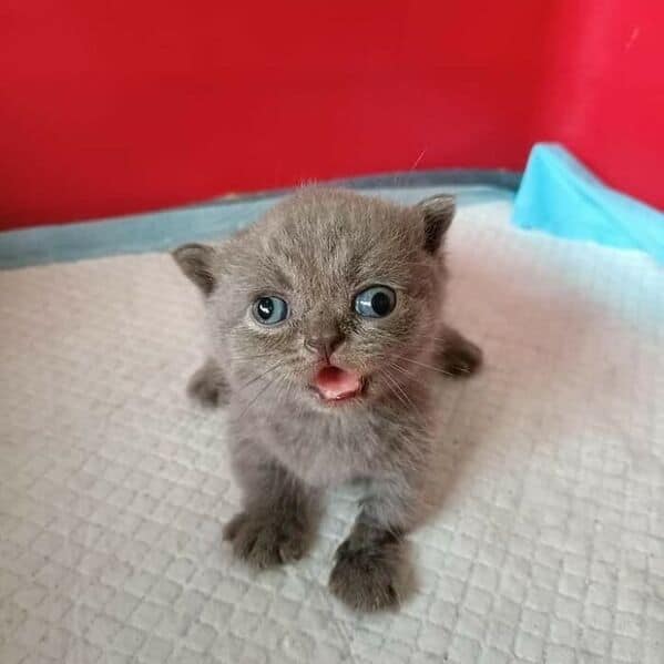 funny cats, funny cat pictures, silly cats, hilarious felines, wacky kitty antics, cat memes, feline humor, kitty jokes, meow-larious content, cat photos, comical feline snapshots, whimsical kitty photos, amusing cat images, hilarious cats, cat hilarity, goofy felines, comedic kitty chaos