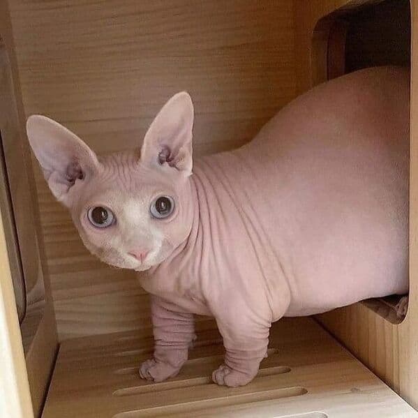 funny cats, funny cat pictures, silly cats, hilarious felines, wacky kitty antics, cat memes, feline humor, kitty jokes, meow-larious content, cat photos, comical feline snapshots, whimsical kitty photos, amusing cat images, hilarious cats, cat hilarity, goofy felines, comedic kitty chaos