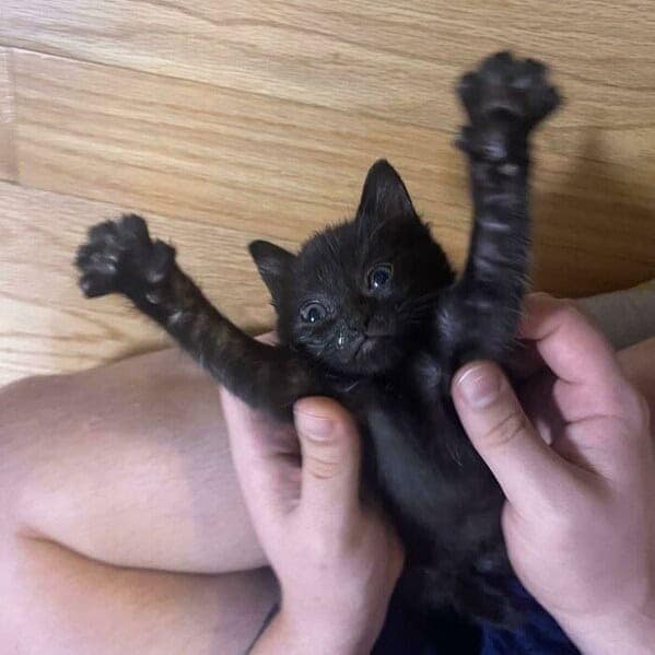 funny cats, funny cat pictures, silly cats, hilarious felines, wacky kitty antics, cat memes, feline humor, kitty jokes, meow-larious content, cat photos, comical feline snapshots, whimsical kitty photos, amusing cat images, hilarious cats, cat hilarity, goofy felines, comedic kitty chaos