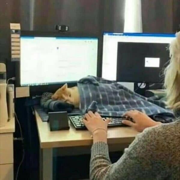 funny cats, funny cat pictures, silly cats, hilarious felines, wacky kitty antics, cat memes, feline humor, kitty jokes, meow-larious content, cat photos, comical feline snapshots, whimsical kitty photos, amusing cat images, hilarious cats, cat hilarity, goofy felines, comedic kitty chaos