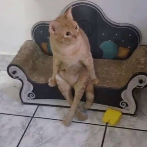 funny cats, funny cat pictures, silly cats, hilarious felines, wacky kitty antics, cat memes, feline humor, kitty jokes, meow-larious content, cat photos, comical feline snapshots, whimsical kitty photos, amusing cat images, hilarious cats, cat hilarity, goofy felines, comedic kitty chaos