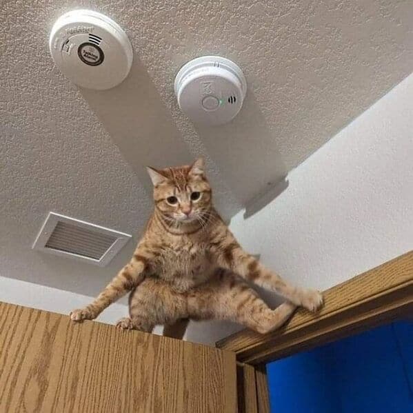 funny cats, funny cat pictures, silly cats, hilarious felines, wacky kitty antics, cat memes, feline humor, kitty jokes, meow-larious content, cat photos, comical feline snapshots, whimsical kitty photos, amusing cat images, hilarious cats, cat hilarity, goofy felines, comedic kitty chaos