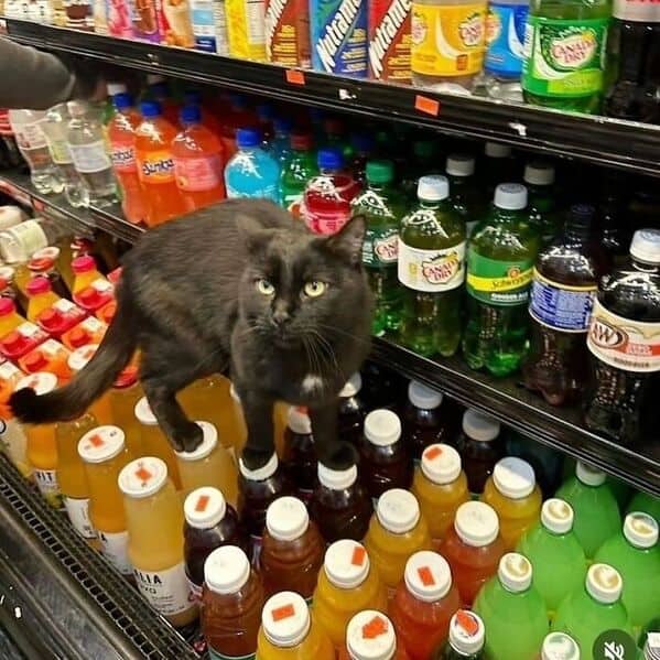 funny cats, funny cat pictures, silly cats, hilarious felines, wacky kitty antics, cat memes, feline humor, kitty jokes, meow-larious content, cat photos, comical feline snapshots, whimsical kitty photos, amusing cat images, hilarious cats, cat hilarity, goofy felines, comedic kitty chaos