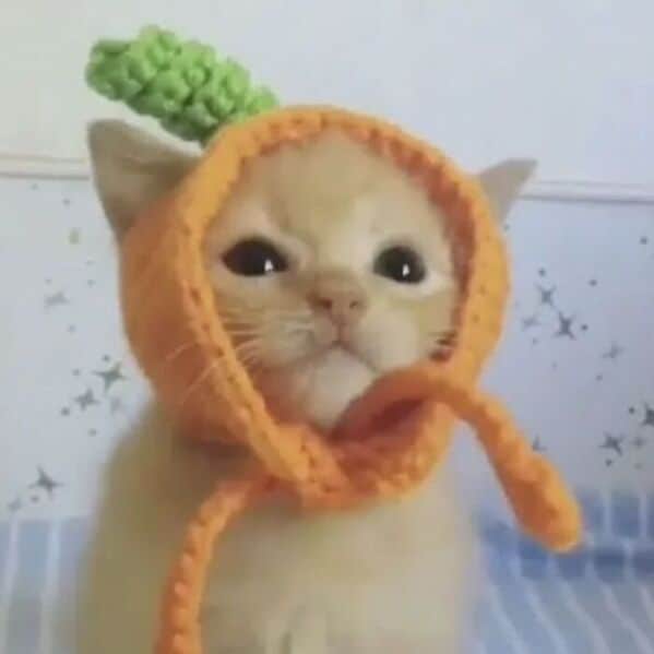 funny cats, funny cat pictures, silly cats, hilarious felines, wacky kitty antics, cat memes, feline humor, kitty jokes, meow-larious content, cat photos, comical feline snapshots, whimsical kitty photos, amusing cat images, hilarious cats, cat hilarity, goofy felines, comedic kitty chaos