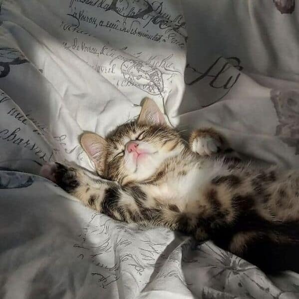 funny cats, funny cat pictures, silly cats, hilarious felines, wacky kitty antics, cat memes, feline humor, kitty jokes, meow-larious content, cat photos, comical feline snapshots, whimsical kitty photos, amusing cat images, hilarious cats, cat hilarity, goofy felines, comedic kitty chaos