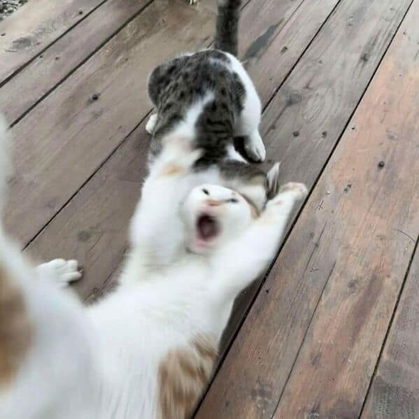 funny cats, funny cat pictures, silly cats, hilarious felines, wacky kitty antics, cat memes, feline humor, kitty jokes, meow-larious content, cat photos, comical feline snapshots, whimsical kitty photos, amusing cat images, hilarious cats, cat hilarity, goofy felines, comedic kitty chaos