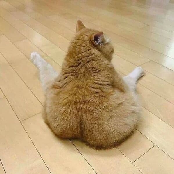 funny cats, funny cat pictures, silly cats, hilarious felines, wacky kitty antics, cat memes, feline humor, kitty jokes, meow-larious content, cat photos, comical feline snapshots, whimsical kitty photos, amusing cat images, hilarious cats, cat hilarity, goofy felines, comedic kitty chaos