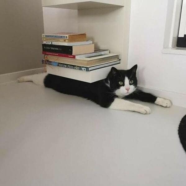 funny cats, funny cat pictures, silly cats, hilarious felines, wacky kitty antics, cat memes, feline humor, kitty jokes, meow-larious content, cat photos, comical feline snapshots, whimsical kitty photos, amusing cat images, hilarious cats, cat hilarity, goofy felines, comedic kitty chaos