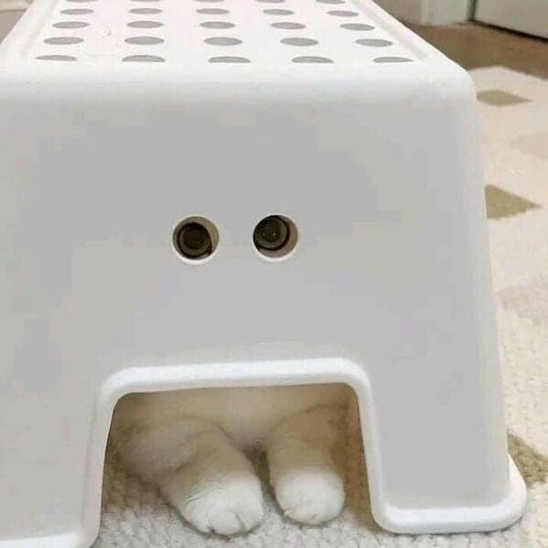 funny cats, funny cat pictures, silly cats, hilarious felines, wacky kitty antics, cat memes, feline humor, kitty jokes, meow-larious content, cat photos, comical feline snapshots, whimsical kitty photos, amusing cat images, hilarious cats, cat hilarity, goofy felines, comedic kitty chaos