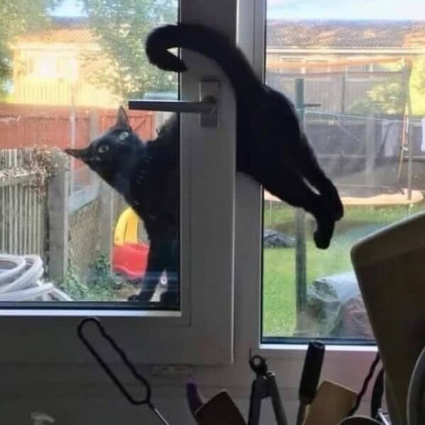 funny cats, funny cat pictures, silly cats, hilarious felines, wacky kitty antics, cat memes, feline humor, kitty jokes, meow-larious content, cat photos, comical feline snapshots, whimsical kitty photos, amusing cat images, hilarious cats, cat hilarity, goofy felines, comedic kitty chaos