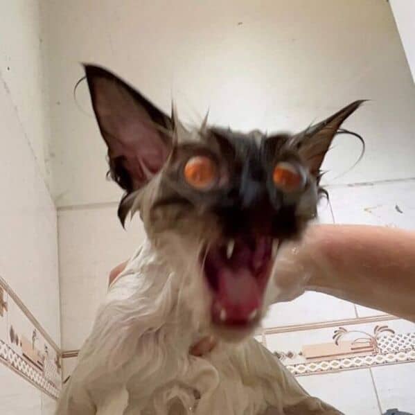 funny cats, funny cat pictures, silly cats, hilarious felines, wacky kitty antics, cat memes, feline humor, kitty jokes, meow-larious content, cat photos, comical feline snapshots, whimsical kitty photos, amusing cat images, hilarious cats, cat hilarity, goofy felines, comedic kitty chaos