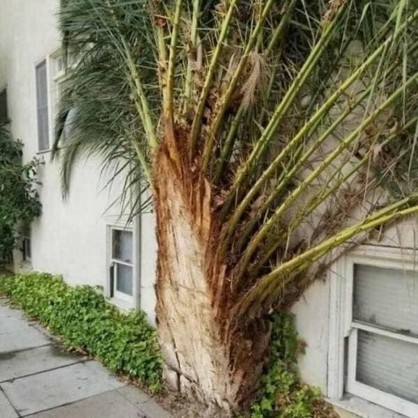 funny gardening pics, comical garden snaps, amusing planter photos, laugh-inducing greenery, hilarious yard fails, outdoor blunders, epic backyard mistakes, unintentional garden humor, garden humor, horticultural comedy, floral laughs, green-thumb giggles, plant jokes, punny sprouts, vegetation puns, leafy laughs