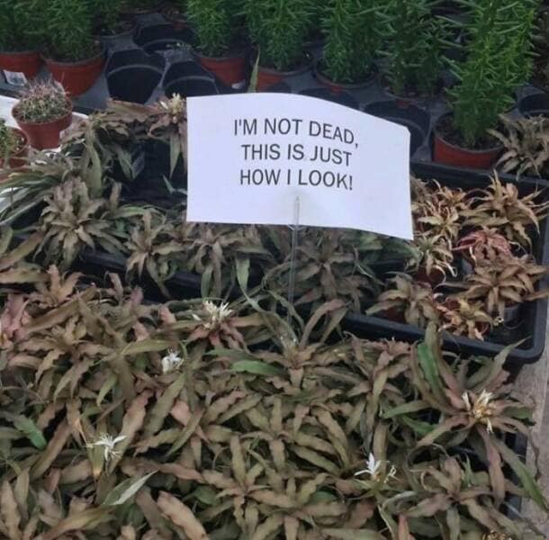 funny gardening pics, comical garden snaps, amusing planter photos, laugh-inducing greenery, hilarious yard fails, outdoor blunders, epic backyard mistakes, unintentional garden humor, garden humor, horticultural comedy, floral laughs, green-thumb giggles, plant jokes, punny sprouts, vegetation puns, leafy laughs