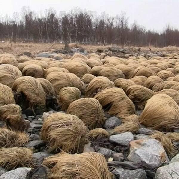 funny gardening pics, comical garden snaps, amusing planter photos, laugh-inducing greenery, hilarious yard fails, outdoor blunders, epic backyard mistakes, unintentional garden humor, garden humor, horticultural comedy, floral laughs, green-thumb giggles, plant jokes, punny sprouts, vegetation puns, leafy laughs