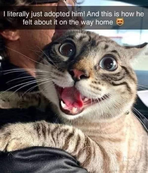 1 literally just adopted him! And this is how he felt about it on the way home