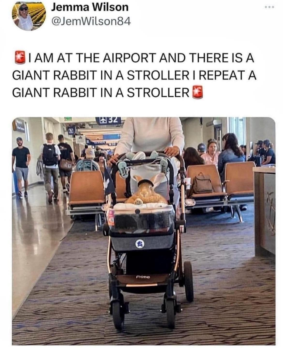 I AM AT THE AIRPORT AND THERE IS A GIANT RABBIT IN A STROLLER I REPEAT A GIANT RABBIT IN A STROLLER
