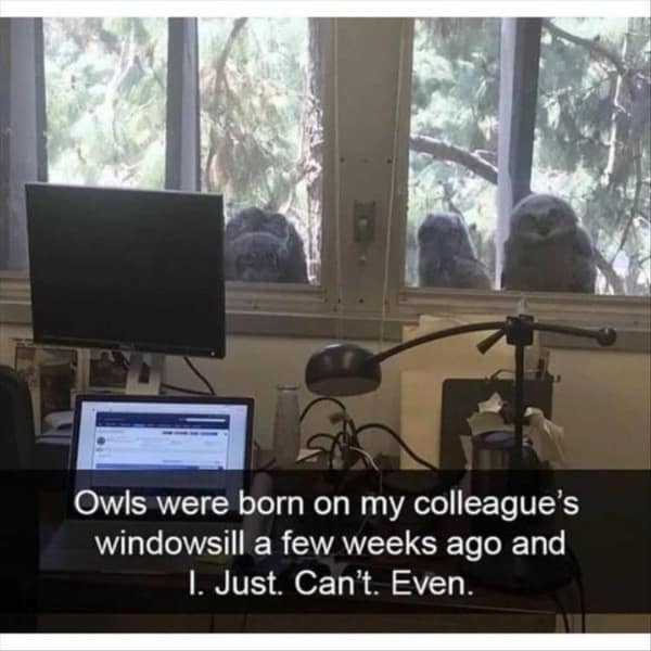 Owls were born on my colleague's windowsill a few weeks ago and I. Just. Can't. Even.