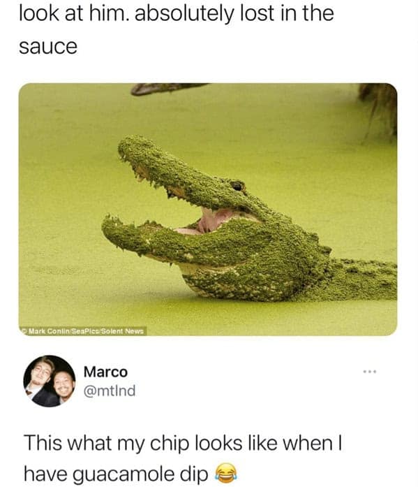 guacamole memes, avocado memes, guac memes, dip memes, guacamole jokes, toast memes