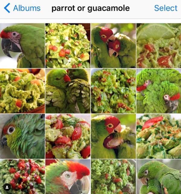 guacamole memes, avocado memes, guac memes, dip memes, guacamole jokes, toast memes