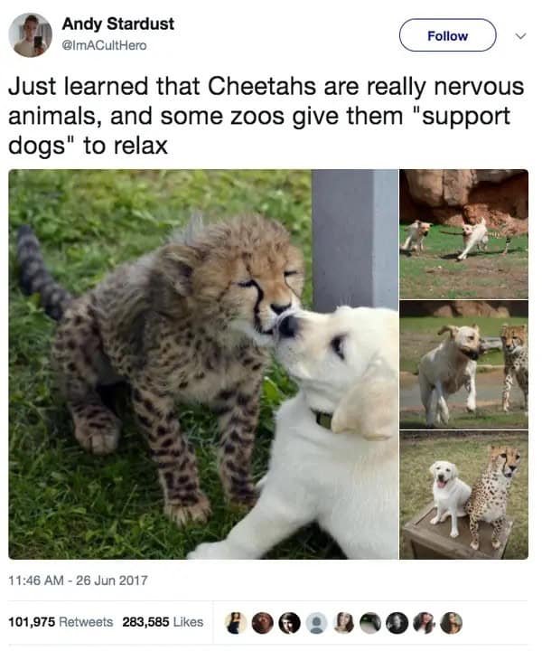 Just learned that Cheetahs are really nervous animals, and some zoos give them "support dogs" to relax