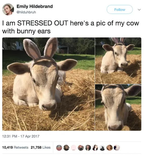 I am STRESSED OUT here's a pic of my cow with bunny ears