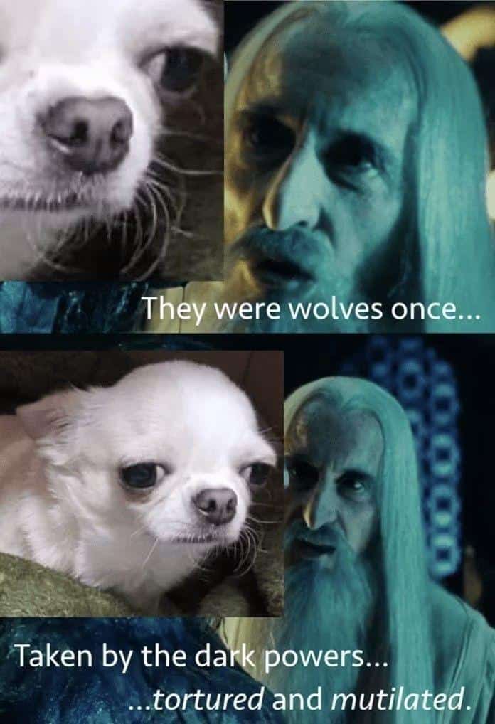 lotr memes, lord of the rings memes, middle earth memes, hobbit humor, lord of the rings jokes, middle earth jokes, tolkien jokes, hobbit jokes, gandalf memes, wizard humor, grey wizard jokes, ishtar wisecracks, hobbit memes, bilbo references, halfling humor, the shire jokes