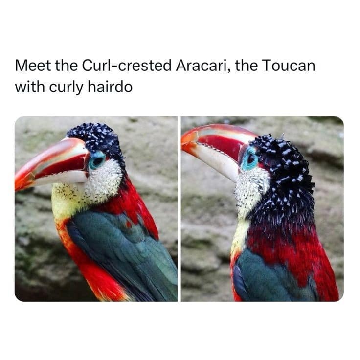 Meet the Curl-crested Aracari, the Toucan with curly hairdo