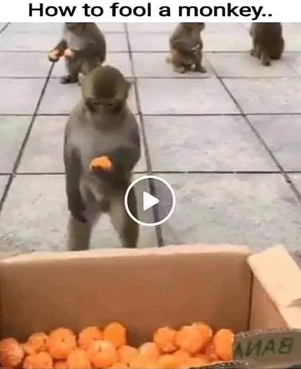 meme dump, funny memes, hilarious memes, meme collection, internet humor, viral memes, Sunday memes, weekend jokes, chill memes, downtime humor, relaxation jokes, dank memes, dank meme dump