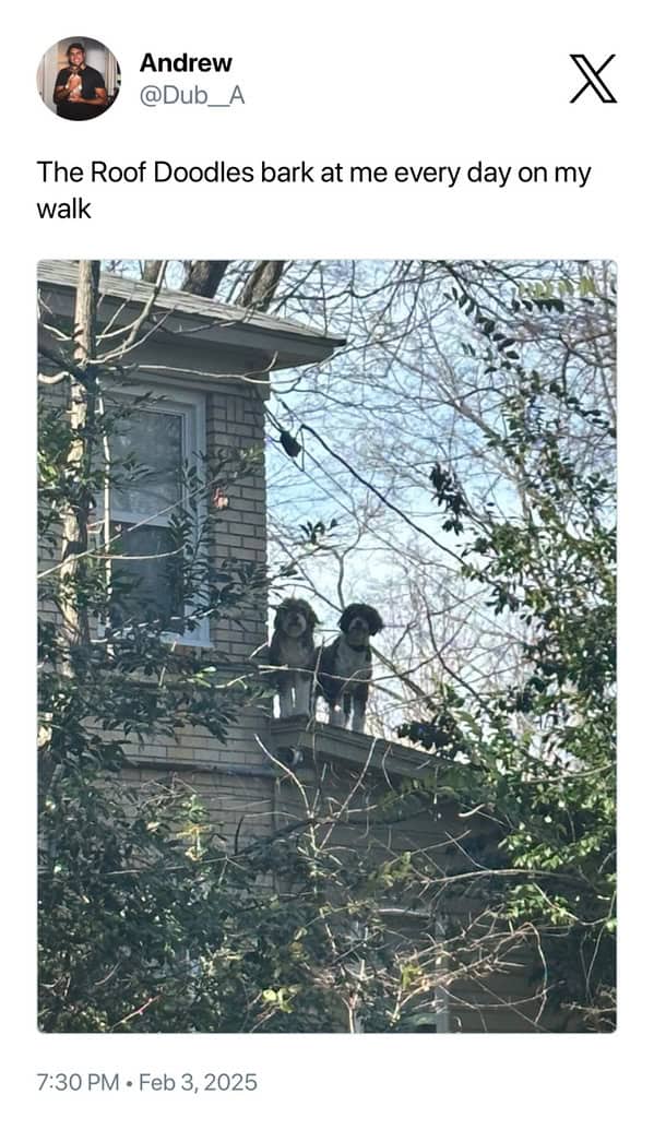 Andrew @Dub_A The Roof Doodles bark at me every day on my walk 7:30 PM - Feb 3, 2025