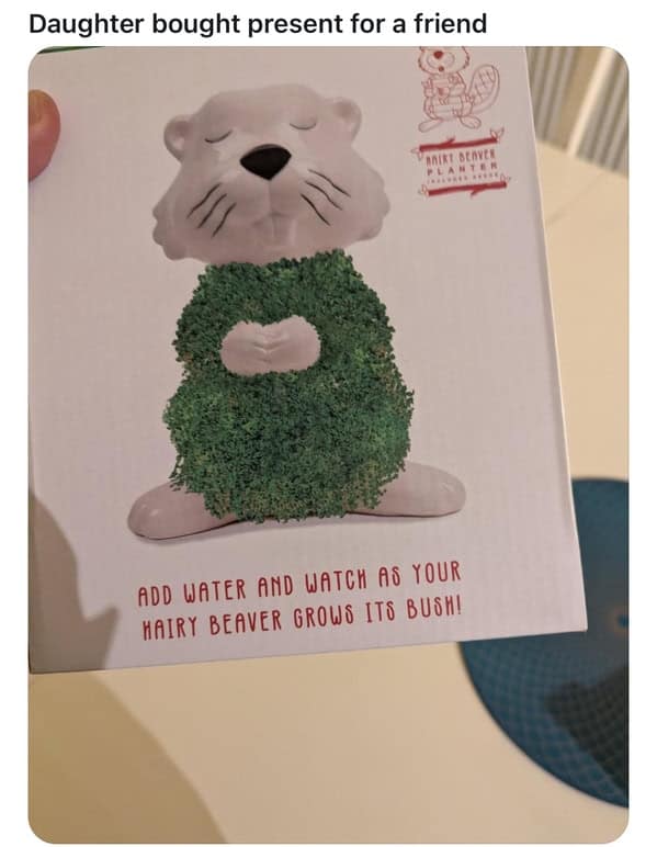 Daughter bought present for a friend ADD WATER AND WATCH AS YOUR HAIRY BEAVER GROWS ITS BUSHI