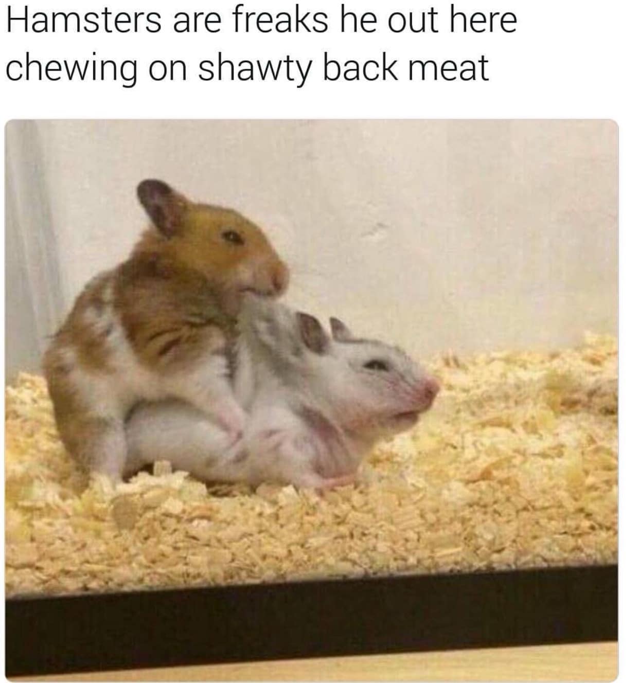 Hamsters are freaks he out here chewing on shawty back meat