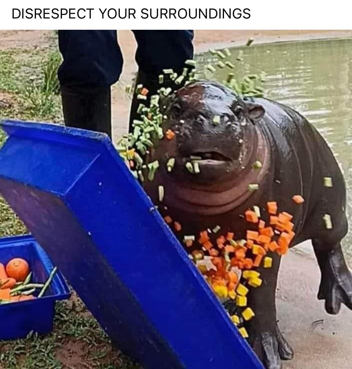 meme dump, funny memes, hilarious memes, meme collection, daily dose of memes, curated memes, dank memes, dank meme dump, comedic images, witty humor, laugh-worthy visuals, uproarious snapshots, comedic relief, grin-inducing pics, internet memes, viral online jokes, trending comedic posts, web-based humor