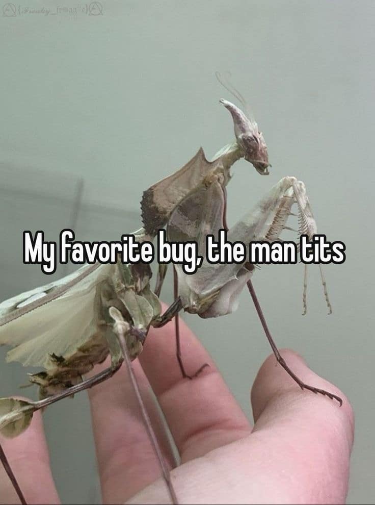 meme dump, hilarious memes, funny memes, dank memes, dank meme dump, meme collection, mass meme drop, endless comedic feed, entertaining pics, humorous visuals, comedic snapshots, uproarious images, side-splitting content, laugh-worthy scenes, viral images, trendy pics, widely shared visuals, buzzworthy content