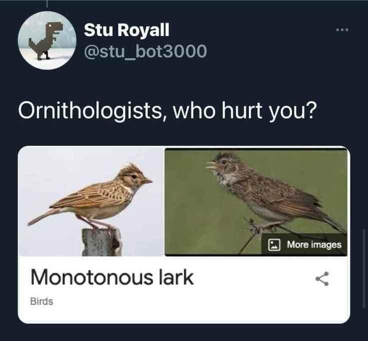 meme dump, funny memes, hilarious memes, dank memes, dank meme dump, meme collection, funny pics, internet humor, lunch break memes, office humor, social media jokes, relatable humor, online comedy