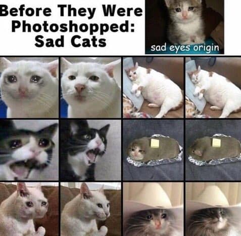 meme origins, meme beginnings, viral meme roots, comedic meme history, viral internet memes, massively shared memes, hugely popular memes, trending online hits, meme culture, digital humor scene, online comedic community, net culture phenomenon