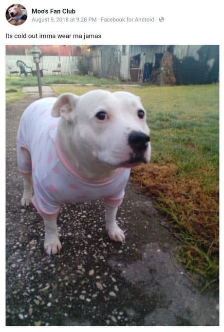 meme origins, meme beginnings, viral meme roots, comedic meme history, viral internet memes, massively shared memes, hugely popular memes, trending online hits, meme culture, digital humor scene, online comedic community, net culture phenomenon