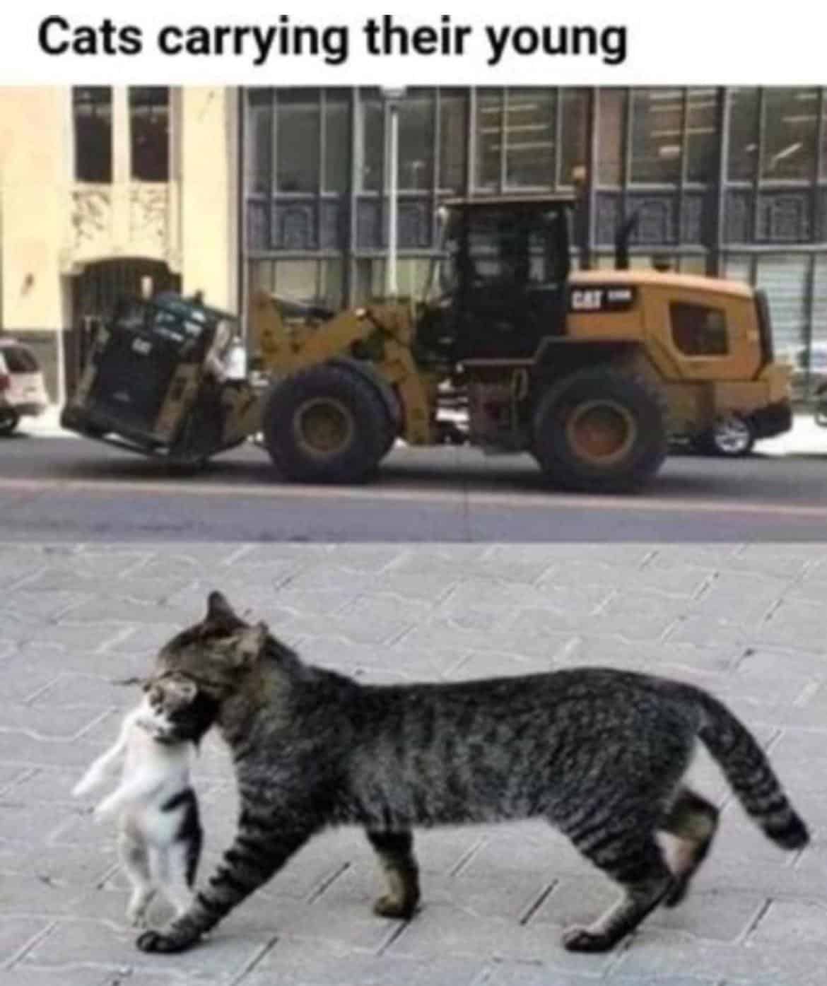 technically correct meme, technically correct meme, accurate memes, literal memes, pedantic humor, absurd humor, perfectionist memes, logical jokes, precise memes, exact humor, nitpicking jokes